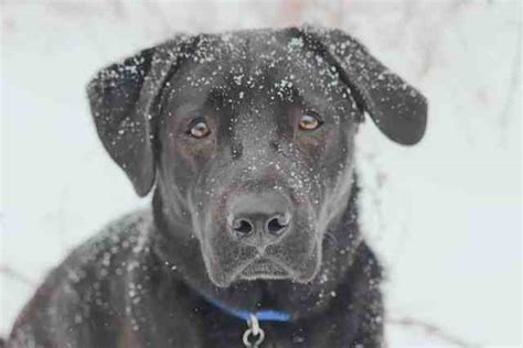 Labrador Cold Tolerance