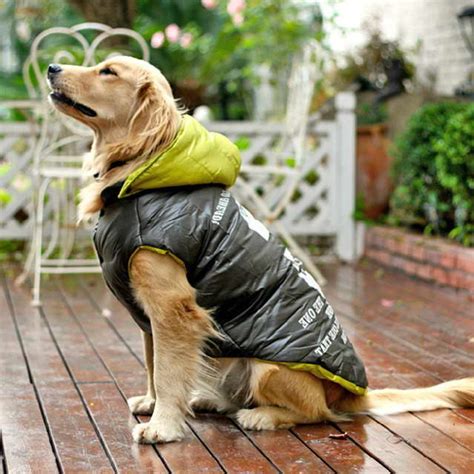 Labrador Dog Coat