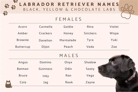 labrador dog names with meanings