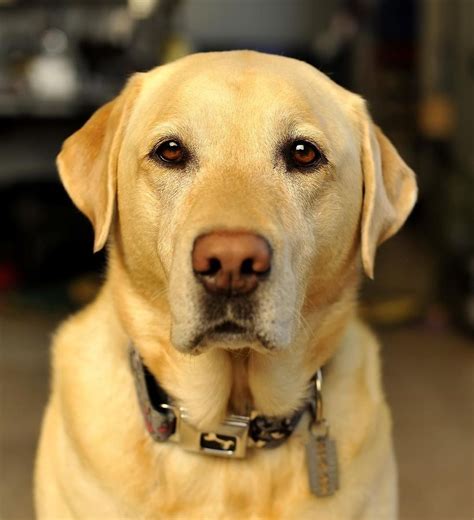 Labrador Gold