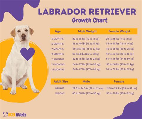 Labrador Height Weight Chart