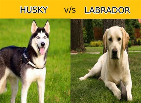 Labrador Husky Weight