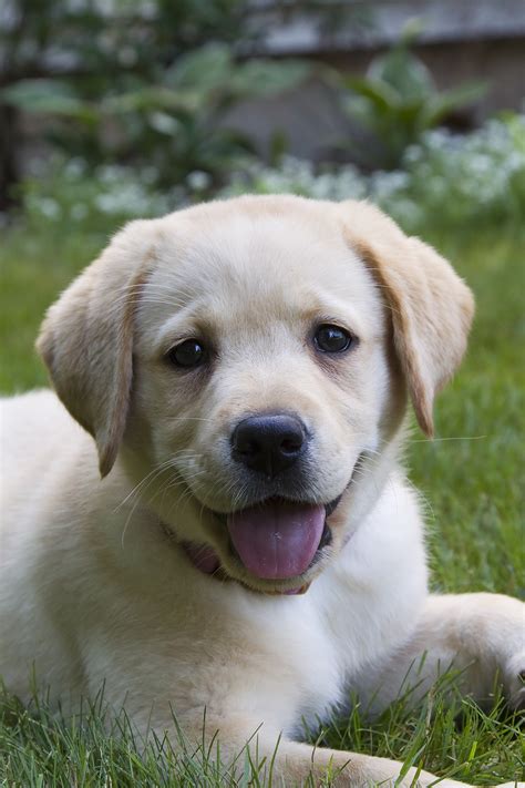 What You Need To Know About Labrador Puppies