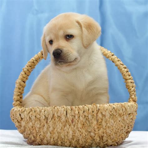 Labrador Retriever puppy Stock Photo Alamy