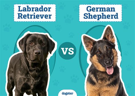 Labrador Vs German Shepherd