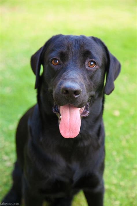 Labrador With Cropped Ears