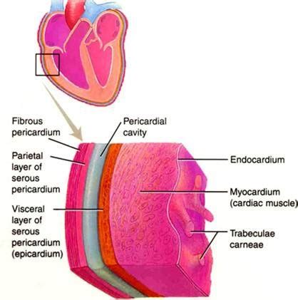 Labster Cardiovascular Function Quizlet