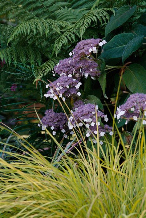 Lacecap Hydrangea Not Blooming