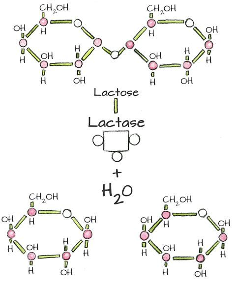 Lactase Enzyme Structure And Function