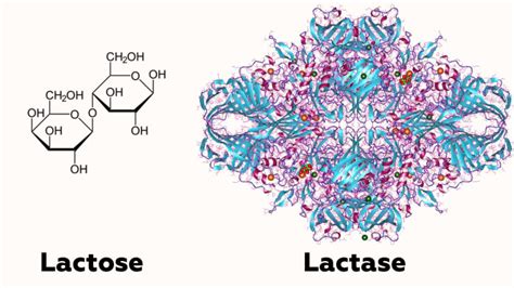 Lactase Structure And Function