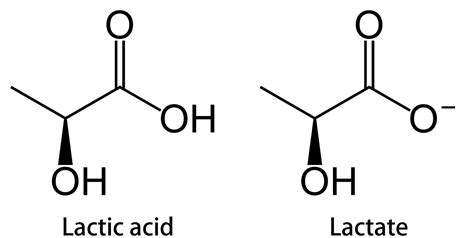 lactate vs. lactic acid Pression