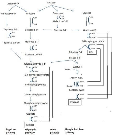 Representation of the metabolic pathway from lactose to... Download