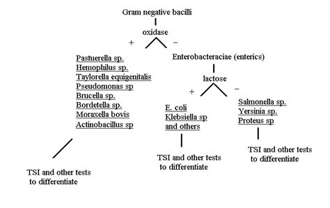 Bacteriology 7 gram negative bacilli