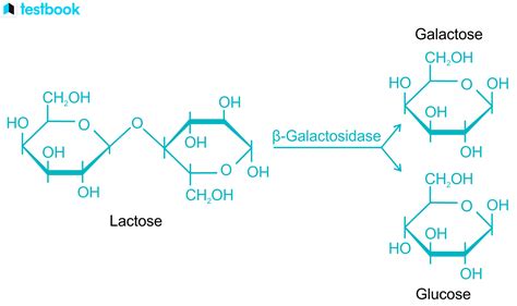 Lactose chemical formula stock vector. Illustration of chemistry