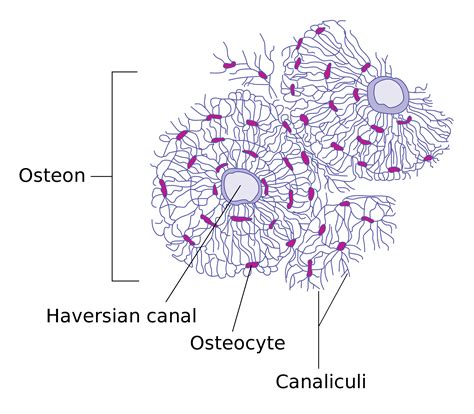 lacunae and osteocytes diagram