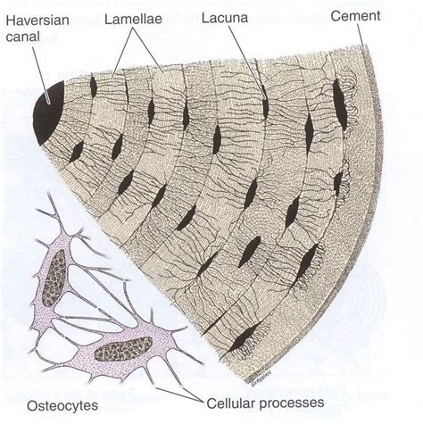 lacunae function in bone