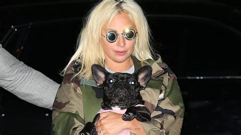 lady gaga and her dogs
