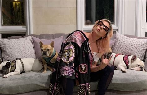 lady gaga dogs returned