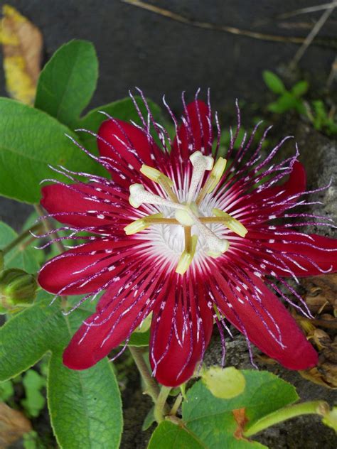 lady margaret passion flower