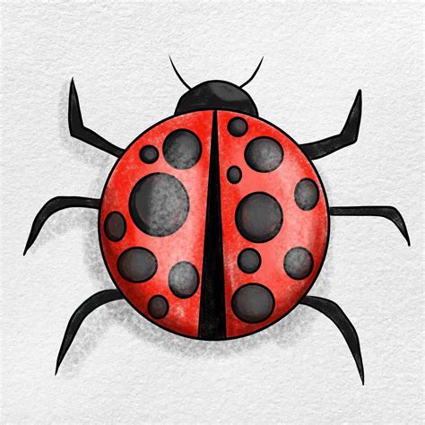 Ladybug Images For Drawing