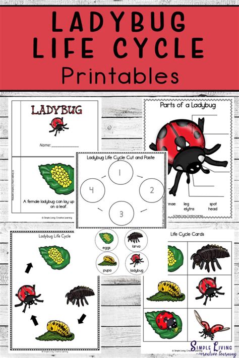 Ladybug Life Cycle Printables