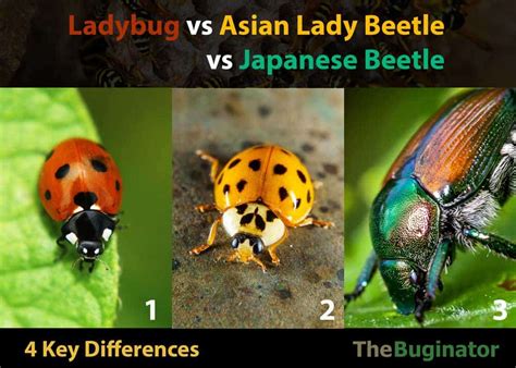 ladybug vs lady beetle