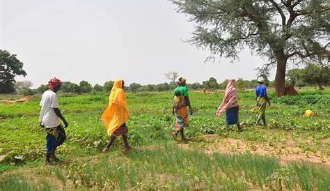 Burkina Faso: Farmers going against the grain | Climate SOS | Al Jazeera