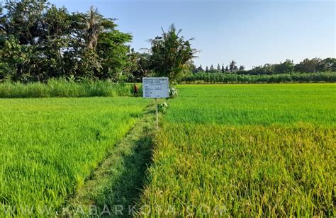 Apa Arti Lahan dalam Dunia Pertanian? Temukan Jawabannya Di Sini!