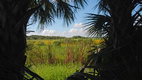 Lake Jesup Conservation Area: A Natural Paradise In Central Florida