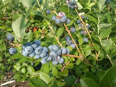 lake catherine blueberry farm