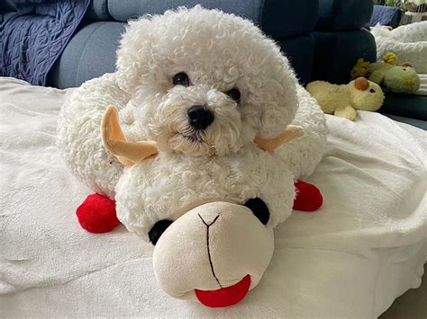 Lamb Chop Dog Bed Small