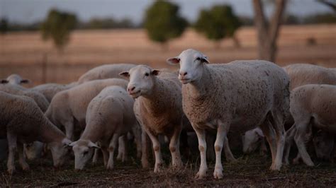 Lamb Definition Australia
