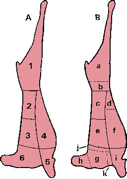 Lamb Merriam Webster