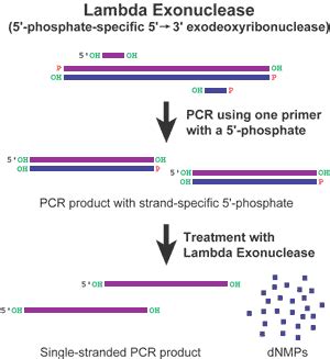 Lambda Exonuclease Buffer
