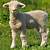 lambs in spanish