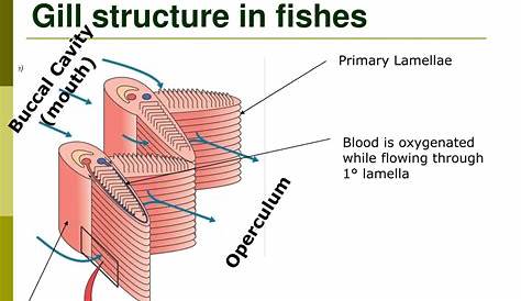 Lamellae Fish PPT Circulation And Gas Exchange II (Chapter 42