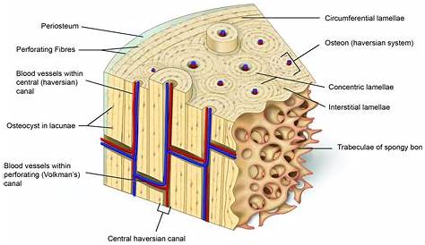 Print Chapter 6 Osseous Tissue and Bone Structure