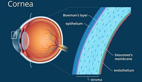 (a) The cornea is a fibrereinforced electrolyte gel that
