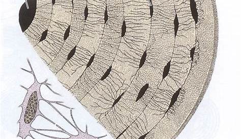 Print Chapter 6 Osseous Tissue and Bone Structure