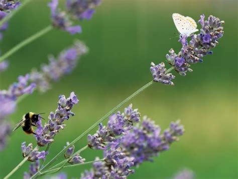 lamiaceae plant family