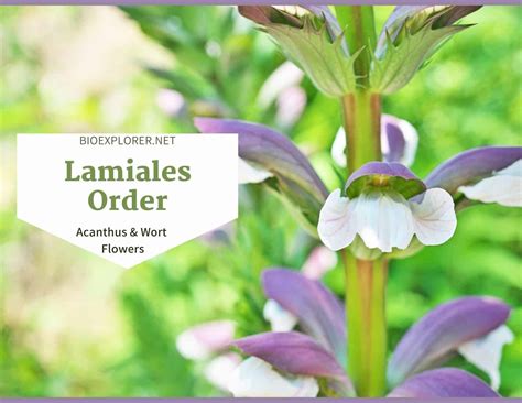 lamiales order