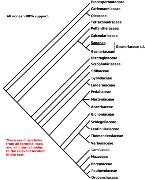 lamiales taxonomy