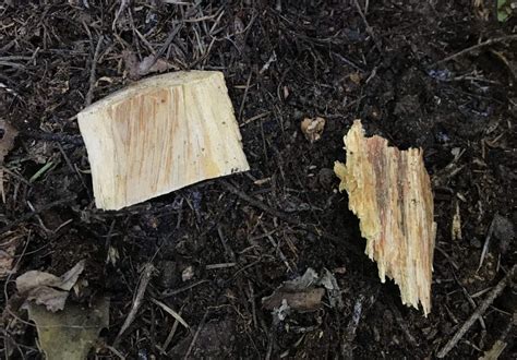 home.furnitureanddecorny.com:laminated root rot resistant trees
