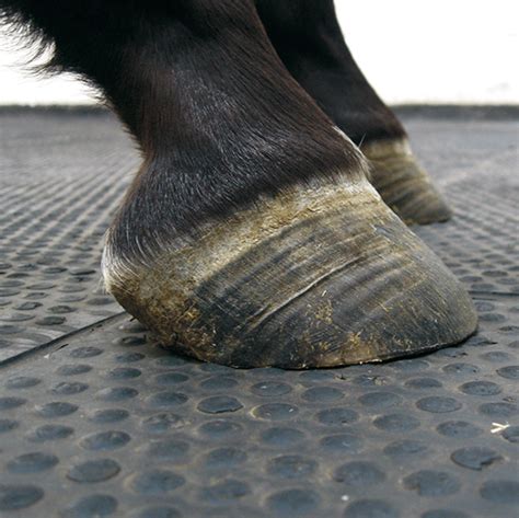 Laminitis In Draft Horses