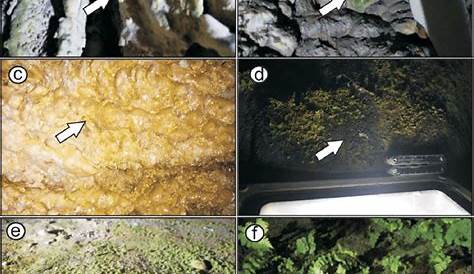 KnowHow & Insights lamp flora in show caves