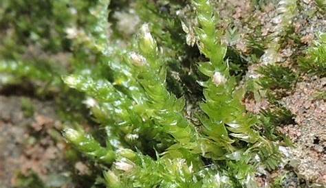 Images showing complex lampenflora biota (a) light green