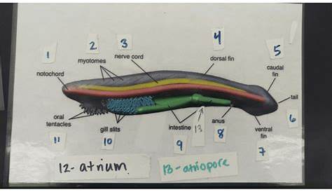 Lamprey Anatomy Quiz Anterior
