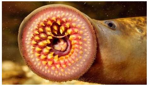 Lamprey Disease Anh Growing Sea Embryos Dramatically Alter Genomes