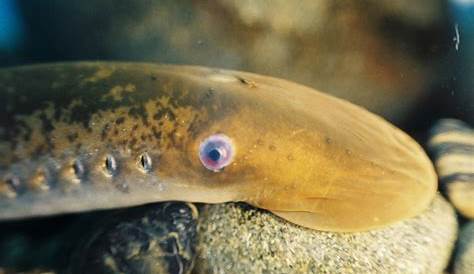 Lamprey Eel Great Lakes "OCEAN TREASURES" Memorial Library