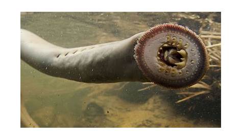 Sea Lamprey Remains Found in the River Ness Ness